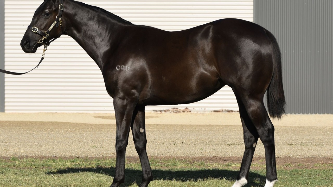 Prominent International Sire More Than Ready Dies at 25 Image 1